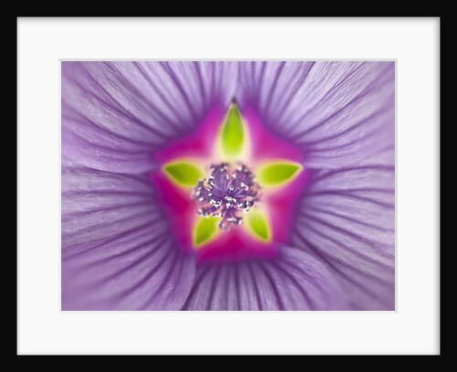 Close-up of purple Lavatera Flower, full frame by Assaf Frank